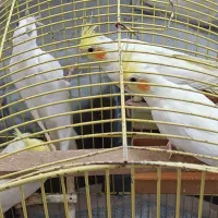 عروس هلندی|پرنده|بندر ترکمن, |دیوار