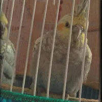 پرنده عروس هلندی