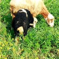 گوسفند بره دار و خشک