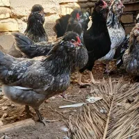 تخم گلین ریشو