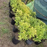 فروش شمشاد طلایی و سبز سایز بزرگ