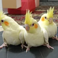 جوجه یک ماهه عروس هلندی