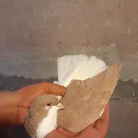 چپ ماده کفتر