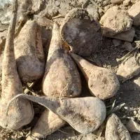 ۴نفر نیروکار