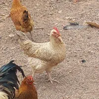 مرغ‌‌وخروس جوان‌