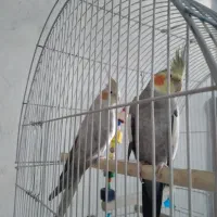 عروس هلندی جفت نر و ماده