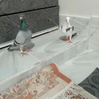 دوتا گرفتی درجه یک|پرنده|کوهمره, |دیوار