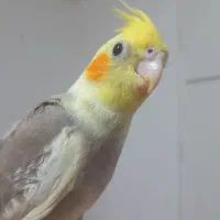 طوطی عروس هلندی های سوپر رام و سخنگو و اموزش دیده|پرنده|قائم‌شهر, |دیوار