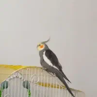 عروس هلندی سخنگو باهوش نر