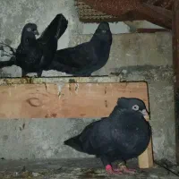 یه جفت کله سیاه وزاغ ابادانی ویه برنجی