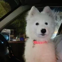 سامویید|سگ|گلپایگان, |دیوار