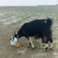 بز آبستن سنگین + بزغاله چاق پاکستانی|حیوانات مزرعه|گنبد کاووس, |دیوار