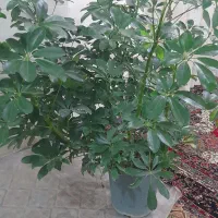 گل طبیعی|گل و گیاه طبیعی|آشخانه, |دیوار