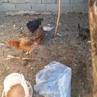 مرغ تخم گذار|حیوانات مزرعه|پاکدشت, خاتون آباد|دیوار