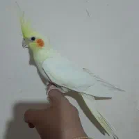 عروس هلندی لوتینو البینو دوکت اهویی گلباقالی|پرنده|مشهد, انصار|دیوار