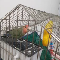 طوطی برزیلی بدون قفس