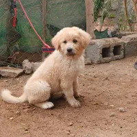 سگ گله|سگ|بندرعباس, |دیوار