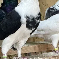 ۲۰تا کفتر پرشی همه تضمینی همه خال توشونه|پرنده|طرهان, |دیوار