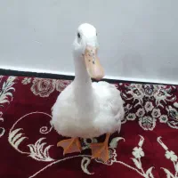 یک اوردک ب فروش میرسد
