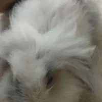 خرگوش لوپ اصیل|موش و خرگوش|مشهد, پنجتن|دیوار