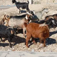 بز آبستن داشتی|حیوانات مزرعه|ملکشاهی, |دیوار