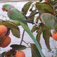 شاه طوطی نر سخنگو رام دستی استثنایی