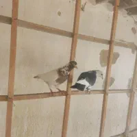 کفتر تهرانی شازده سیاه کله دم سرخ خارجی خال پیس|پرنده|فردیس, شهرک سپاه|دیوار