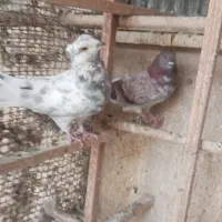 کبوتر پرشی