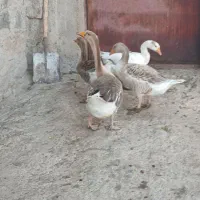 غاز‌محلی‌ یا‌طبیعی