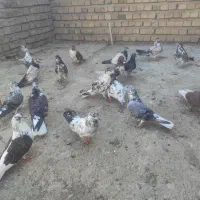 کبوتر تکپر پرشی|پرنده|کلاله, |دیوار