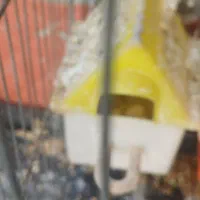 ۶عدد فنج و۶عددتخم|پرنده|حسین آباد, |دیوار