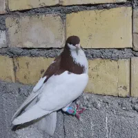 پرنده|پرنده|خرمشهر, |دیوار