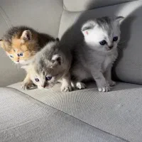 اسکاتیش و بریتیش