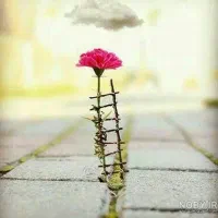 سیم کارت دائمی ۰۹۱۳۷۳۳۵۳۳۷