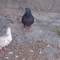 فروش فوری کبوتر|پرنده|خانمیرزا, |دیوار