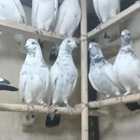 کبوتر کله دم سبز کاشانی ساعت سنگین عطیه