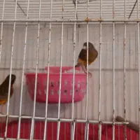 قناری جفت|پرنده|اصفهان, شهرک صنعتی امیرکبیر (شاپور جدید)|دیوار