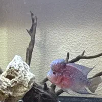 ماهی فلاور گرید A