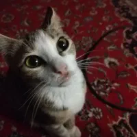 واگذاری گربه|گربه|قائم‌شهر, |دیوار