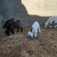 بزغاله شیری