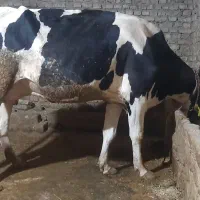 گاو هلشتاین آبستن شیری درجه ۱