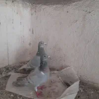 جفت خطی نر ماده|پرنده|کازرون, |دیوار