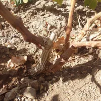 فروش نهال انگور یکساله و دوساله|خدمات باغبانی و درختکاری|خرمدشت, |دیوار