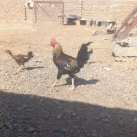 جوجه و خروس فروشی