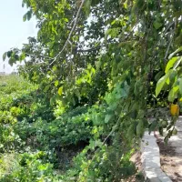 باغ بهشت تاکستان|فروش دفتر صنعتی، کشاورزی، تجاری|کرج, گلشهر|دیوار