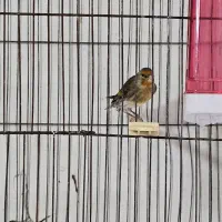 سهره قناری ۵ ماهه زیر دهن فتاح بوده|پرنده|بیجار, |دیوار