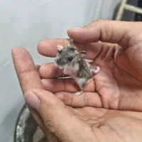 همستر نژاد کمپل بازیگوش بسیار باهوش