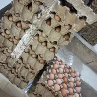 رسمی|خوردنی و آشامیدنی|مشهد, حرم مطهر رضوی|دیوار