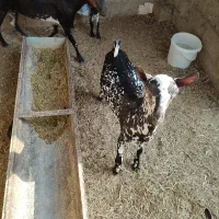 کهر
