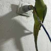 طوطی ملنگو ماده